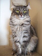 Americká kadeřavá kočka (dlouhosrstá)